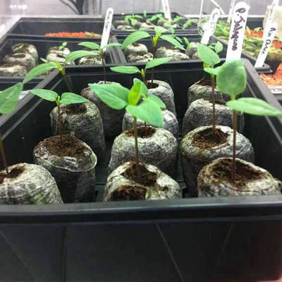 300pcs 30mm Peat Pellets Seed Starting Plugs Seeds Starter