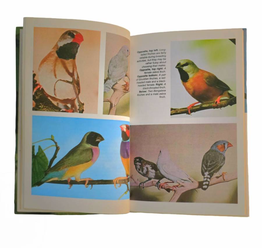 Finches - Curt Enehjelm