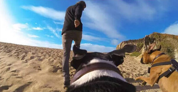 Dog Camera Mount Chest-Back Harness For GoPro Hero