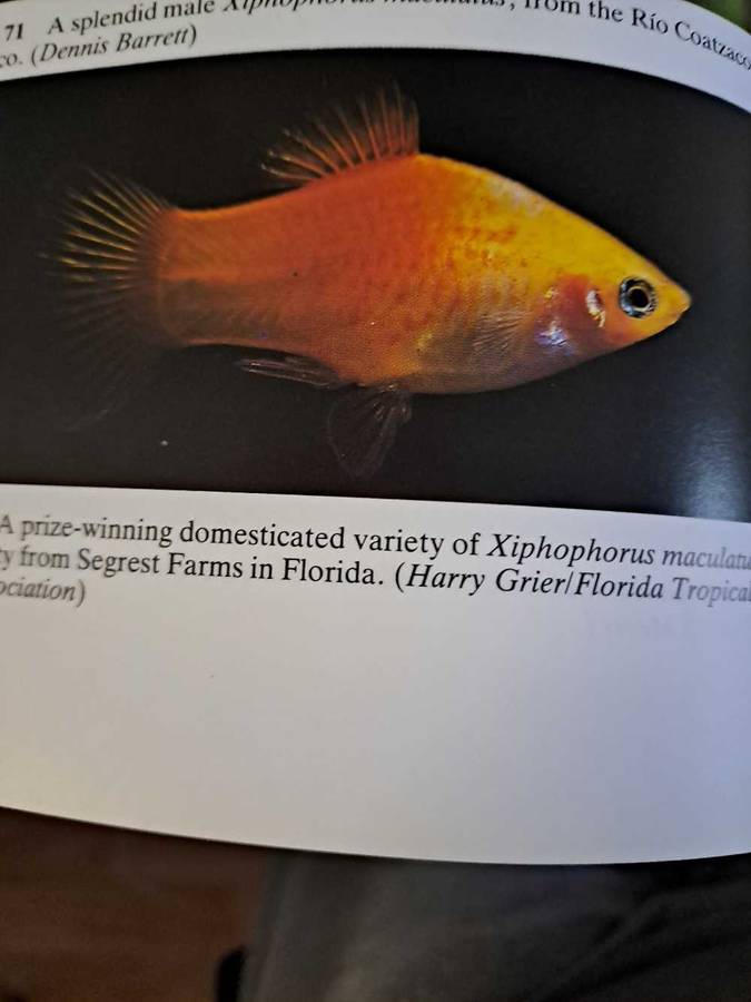 LIVEBEARING FISHS By John Dawes