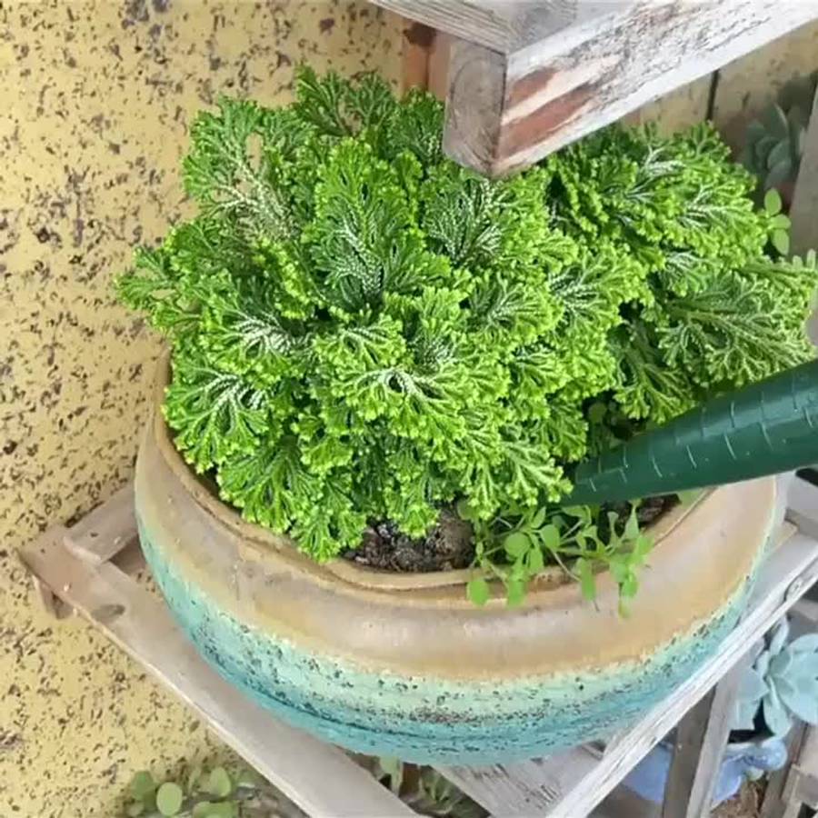Garden Supplies Style Dark Green