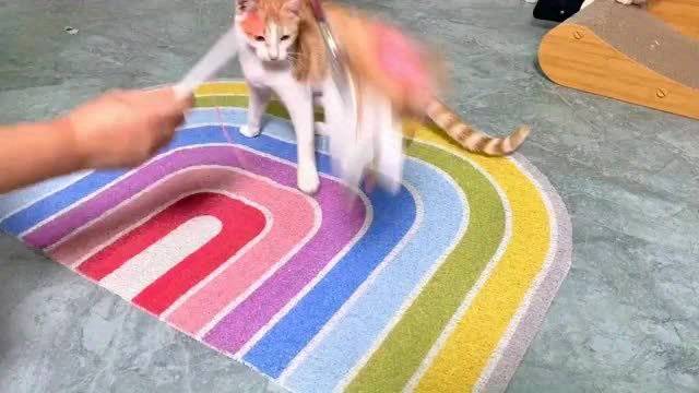 Pet supplies color Rainbow size 80x50cm