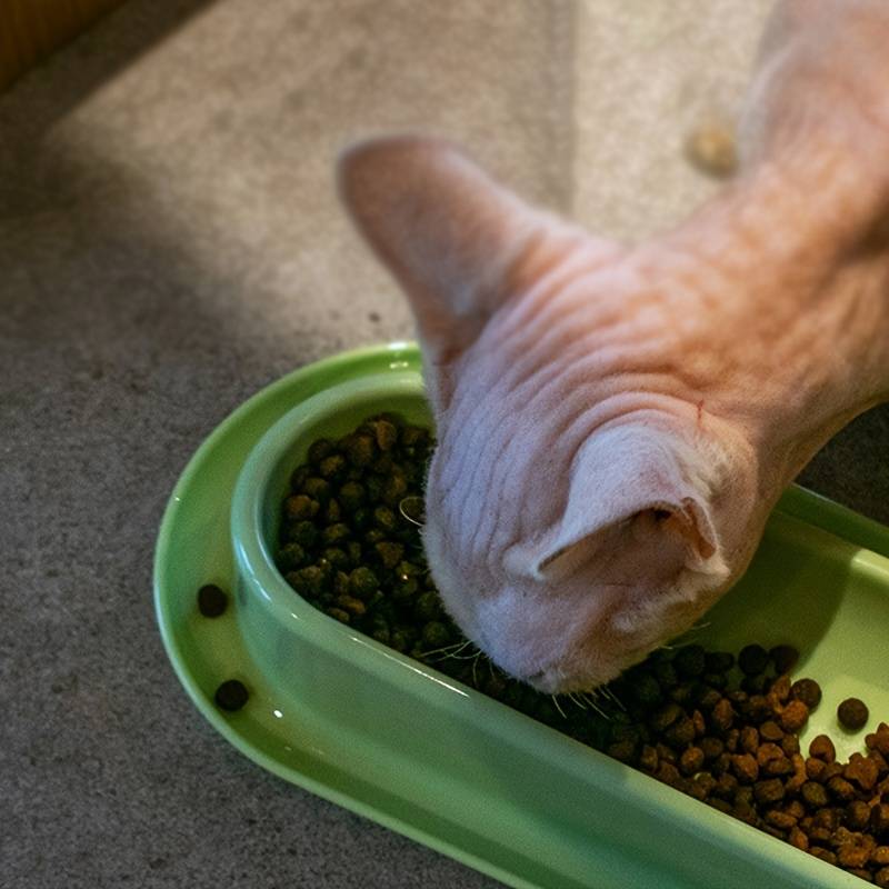 Pet Supplies Color Yellow