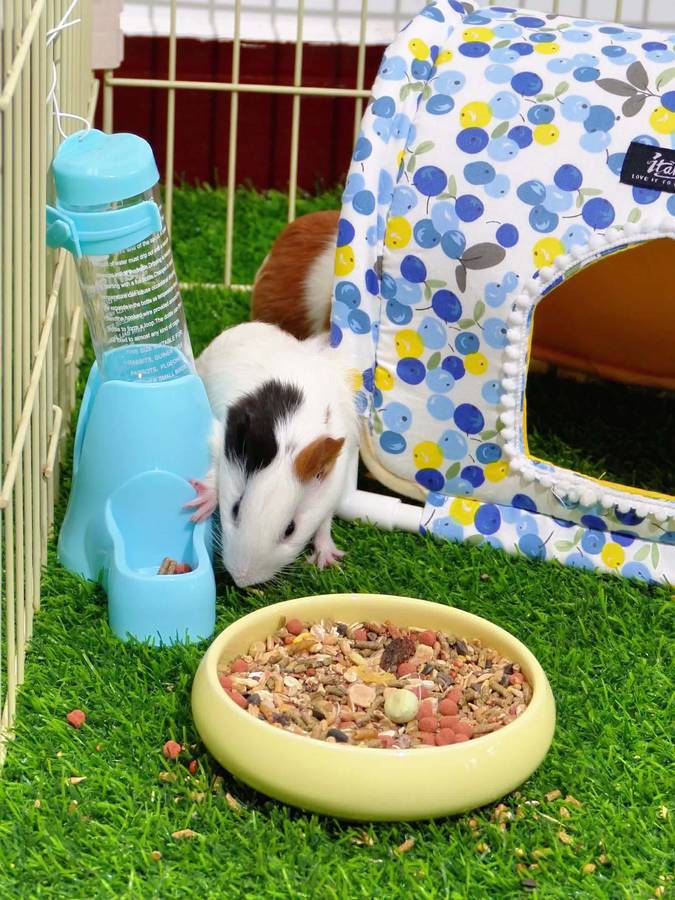 Pet Supplies Color Green Grid