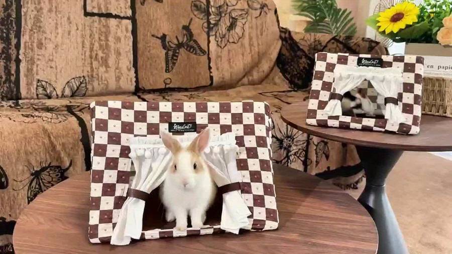 Pet supplies color Brown Plaid size S