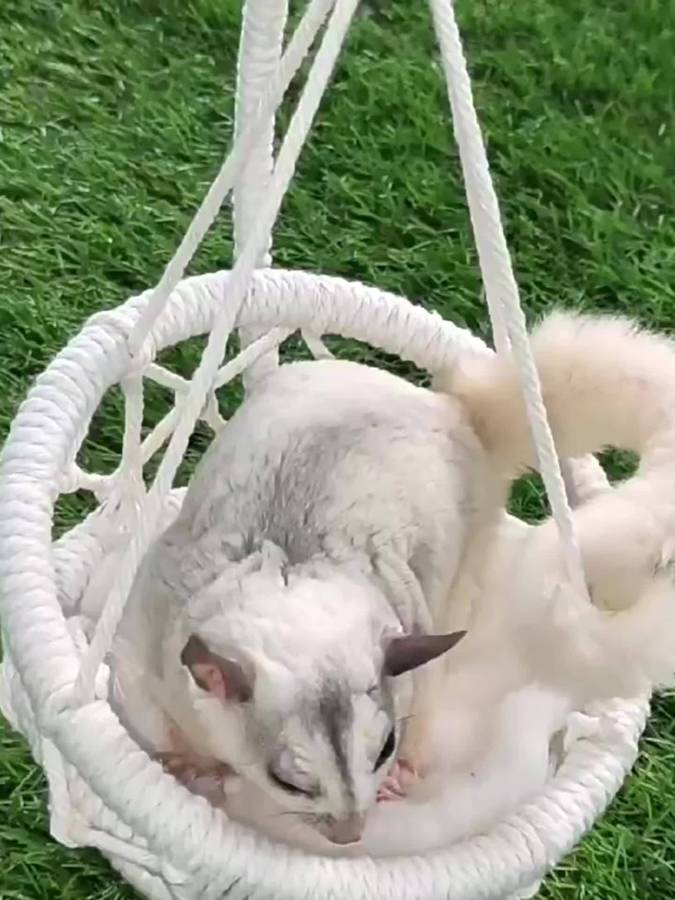Pet supplies color Pink And White