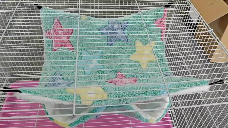 Pet supplies color Starfish Powder size Small Size
