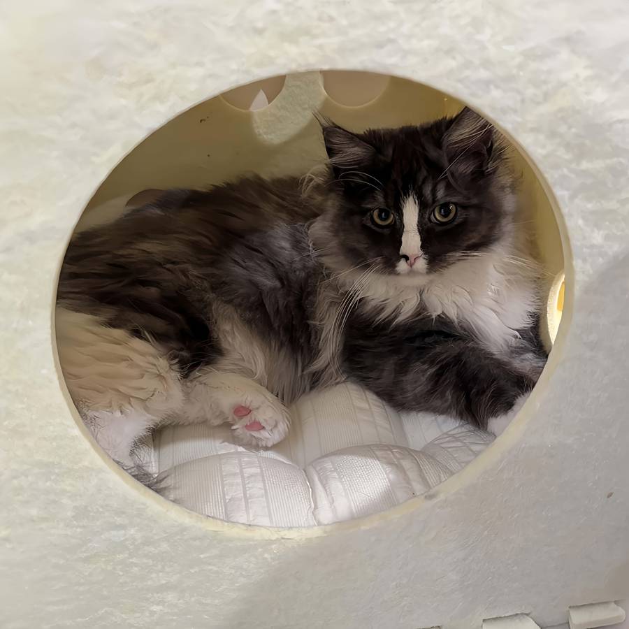 Pet supplies size M 15.7x 15.7inch  40x 40cm