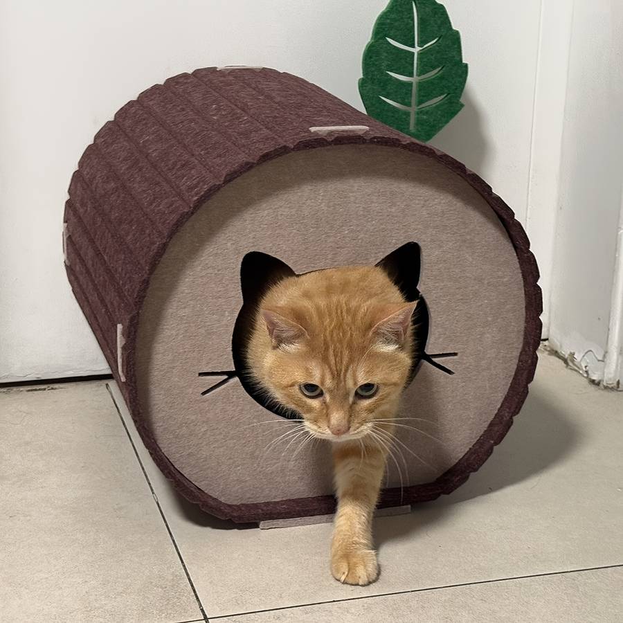 Pet supplies color Khaki