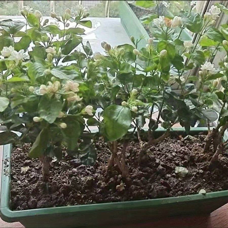 Flowerpot  6Pcs  3Pcs Flower Pot  Add  3Pcs Tray Color Dark Green