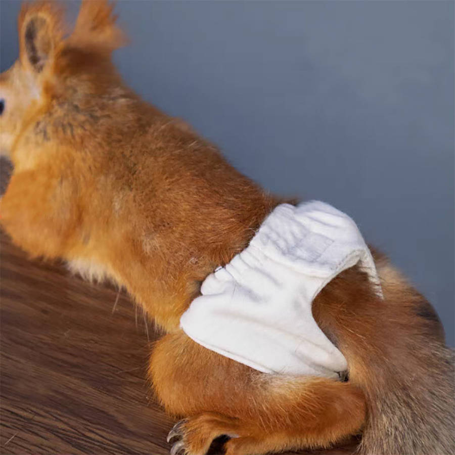 Pet supplies Quantity 5pcs