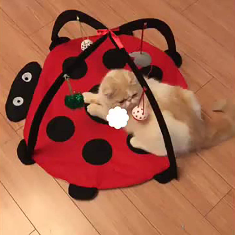 Pet supplies color  Red