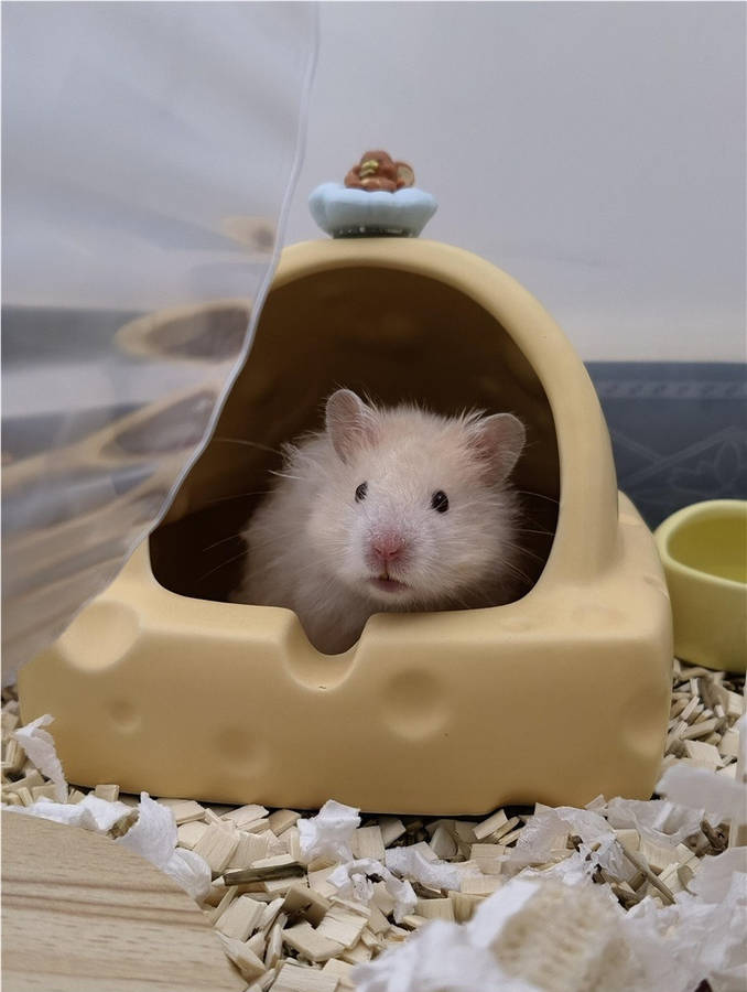 Pet Supplies Color Round Corner Anti Collision Ice Feel Easy To Clean Cheese Mouse House