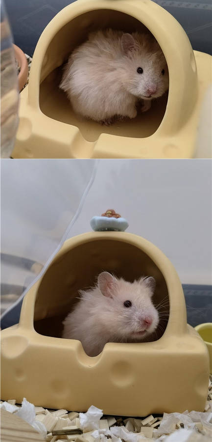 Pet Supplies Color Round Corner Anti Collision Ice Feel Easy To Clean Cheese Mouse House