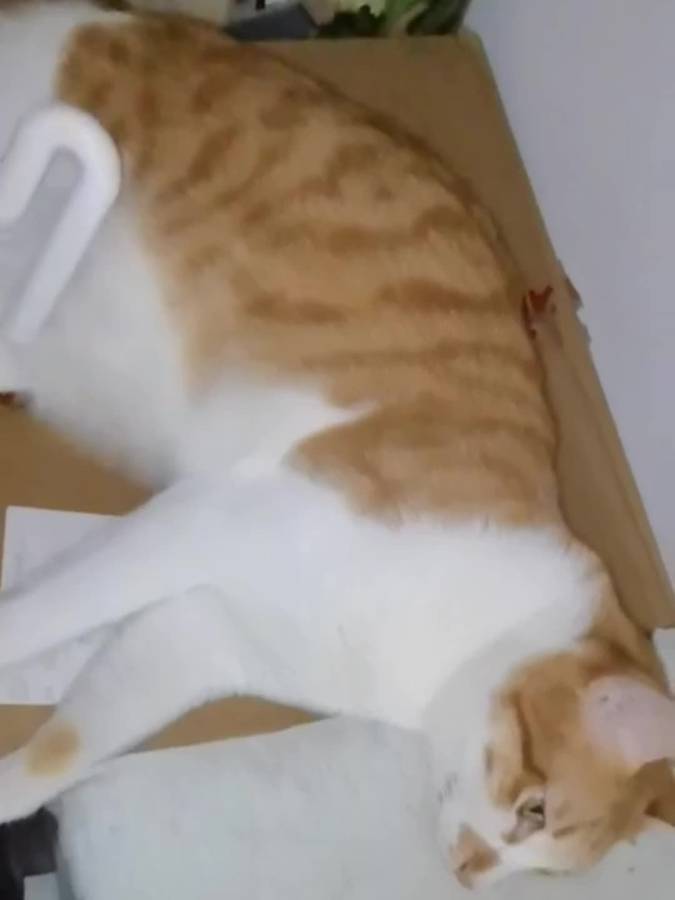 1pc Pet Comb