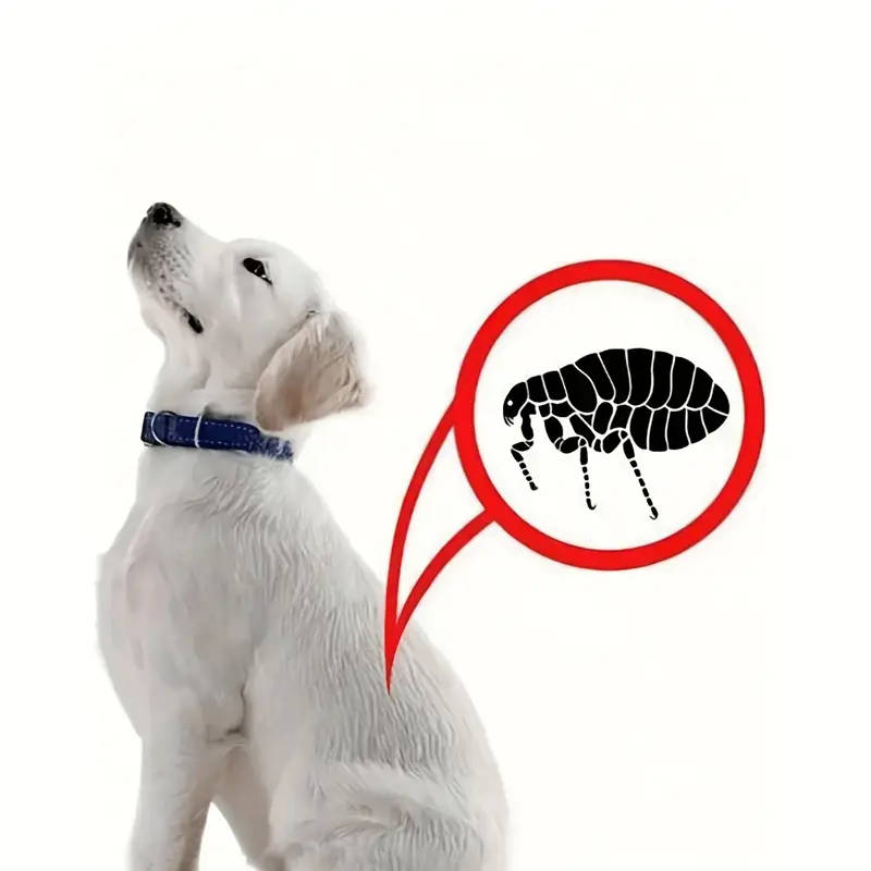 Pet Comb
