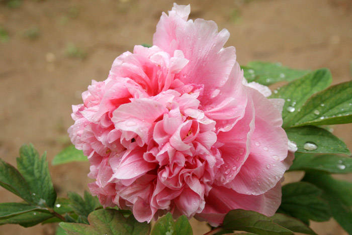 peony flower garden seeds