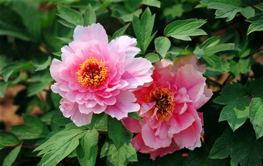 peony flower garden seeds