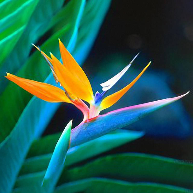 Egrow 100PCS Strelitzia Bonsai Seeds Bird of Paradise Flowers Seed Mix Color ForGarden Planting