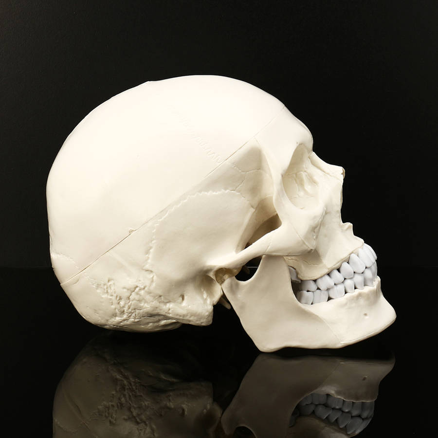 New Life Size Human Anatomical Anatomy Resin Head Skeleton Lifesize Skull Medical Teaching Mod