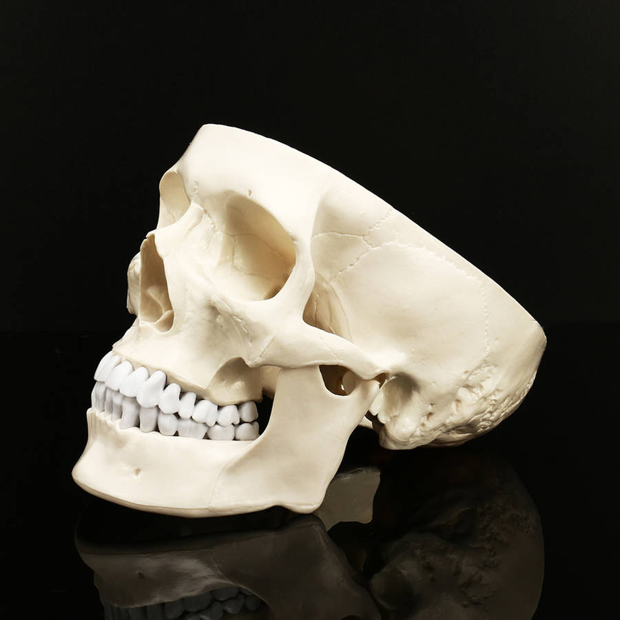 New Life Size Human Anatomical Anatomy Resin Head Skeleton Lifesize Skull Medical Teaching Mod