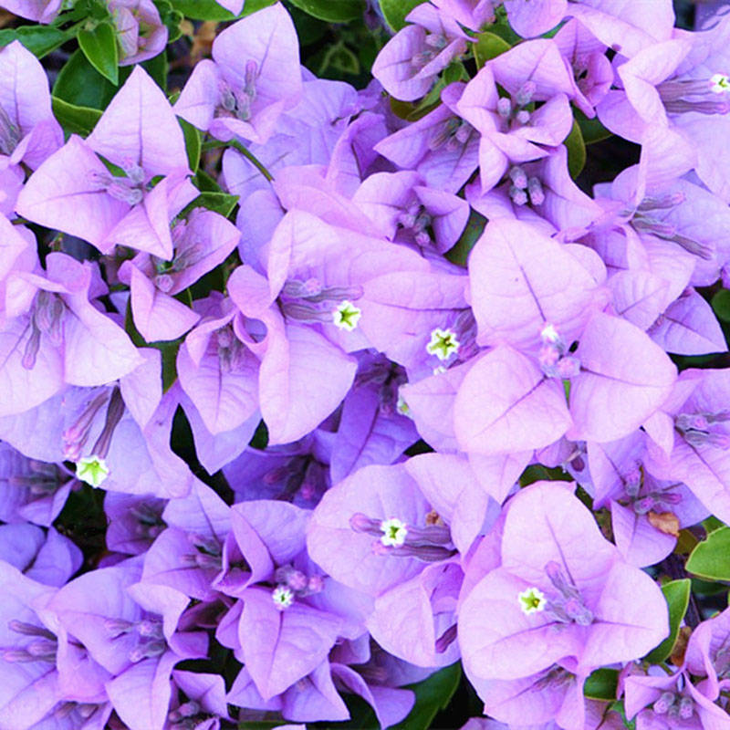 Egrow 100Pcs/Pack Colorful Bougainvillea Flower Seeds Spectabilis Willd Plants Perennial Flower Gard