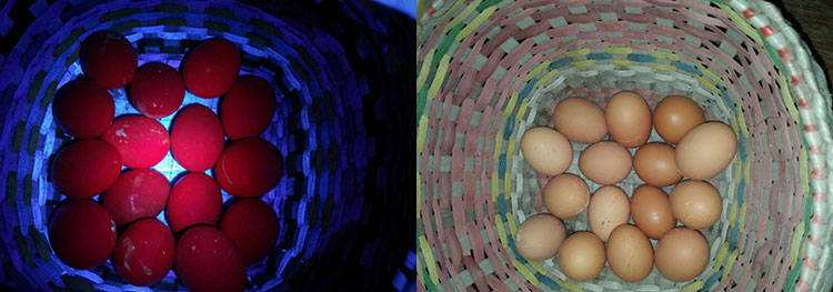 Convoy S2 7135*3 Driver 365nm Purple UV Flashlight Fluorescence Sterilization Banknote Detection Pen