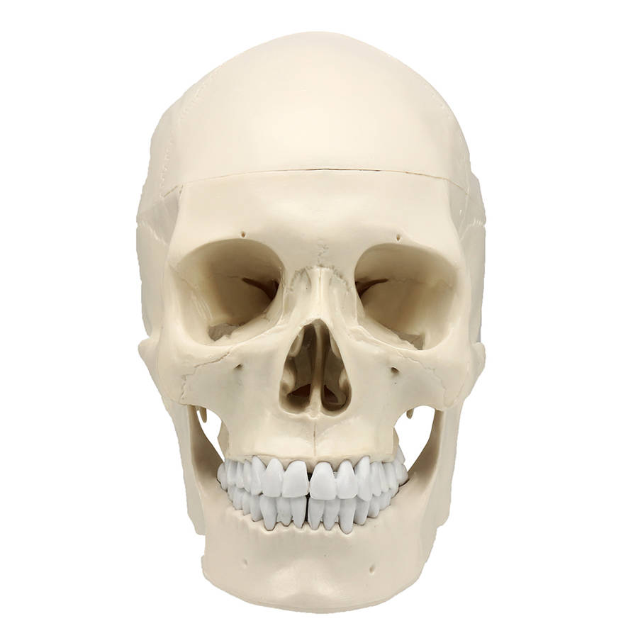 New Life Size Human Anatomical Anatomy Resin Head Skeleton Lifesize Skull Medical Teaching Mod