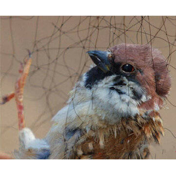 15x5m Anti Bird Mesh Mist Net 20mm Hole Orchard Protect Prevent Sparrow