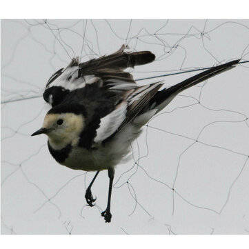 15x5m Anti Bird Mesh Mist Net 20mm Hole Orchard Protect Prevent Sparrow