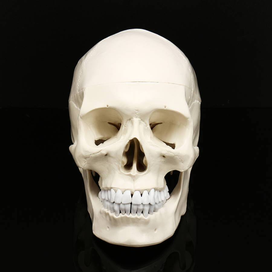 New Life Size Human Anatomical Anatomy Resin Head Skeleton Lifesize Skull Medical Teaching Mod