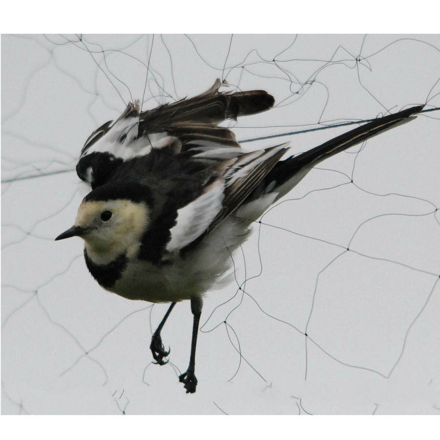15x5m Anti Bird Mesh Mist Net 20mm Hole Orchard Protect Prevent Sparrow