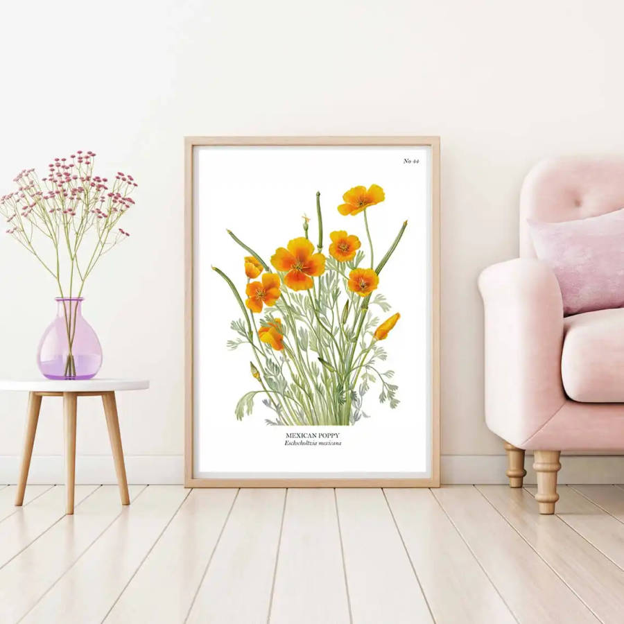 Mexican Poppy Botanical Art Print by Mary Vaux Walcott