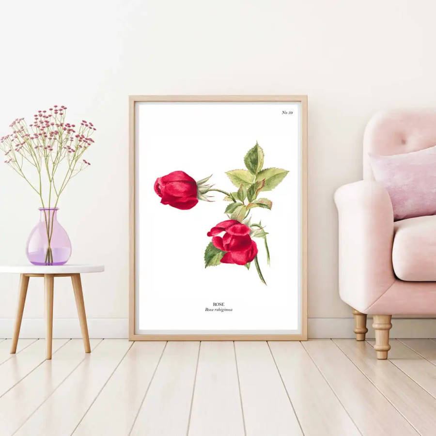 Rose Botanical Art Print by Mary Vaux Walcott