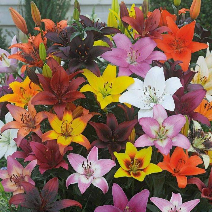 Lilium Asiatic - Assorted Colours - 8 bulbs p-pack