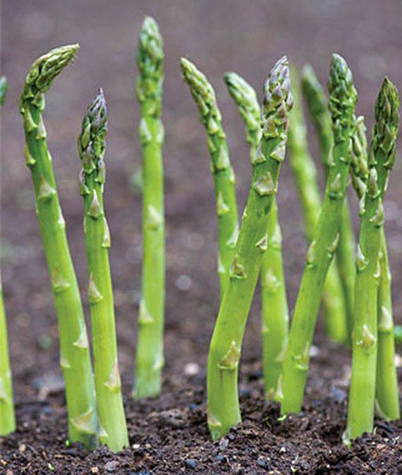 Asparagus - 7 p-pack