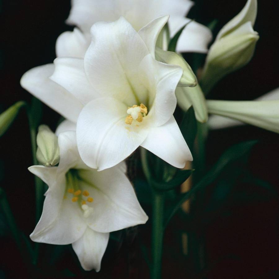 Lilium Longiflorum - Snow Queen - 5 bulbs p-pack