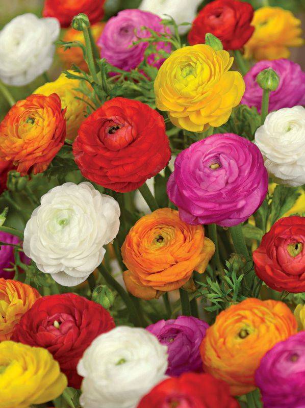 Ranunculus - Mixed - Value - 100 bulbs p-pack