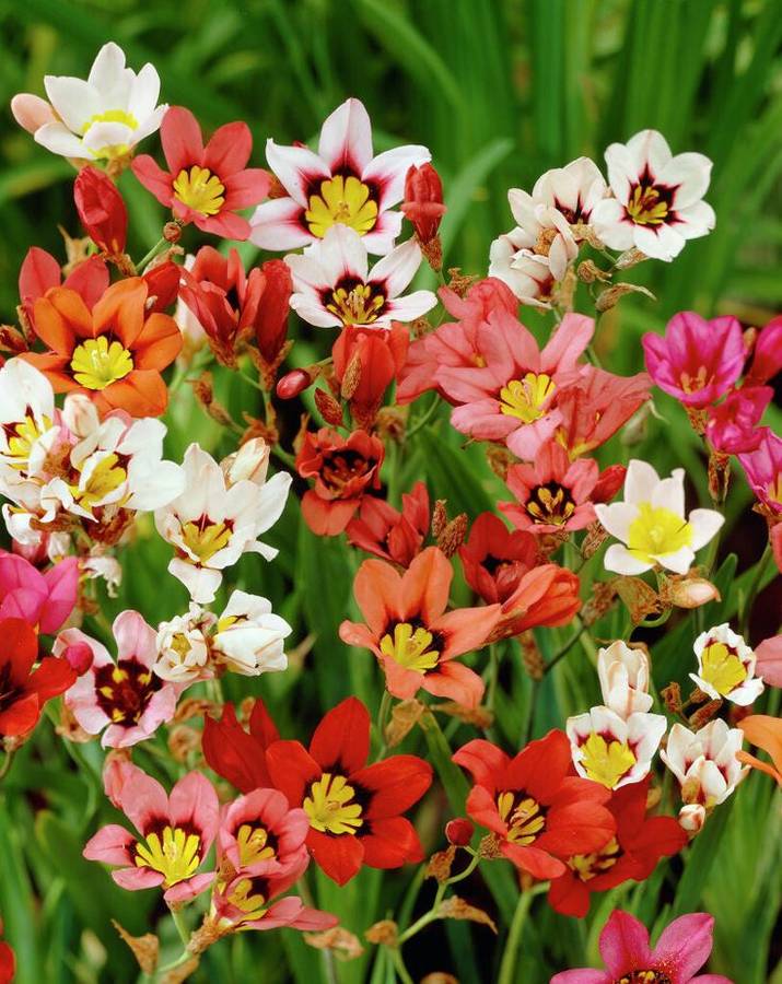 Sparaxis - Mixed - 50 bulbs p-pack