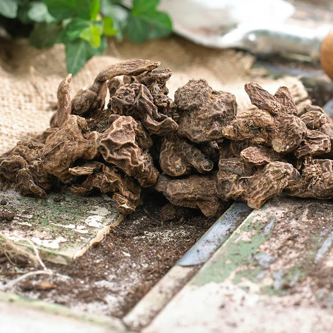 Anemone Double - Mixed - 25 bulbs p-pack