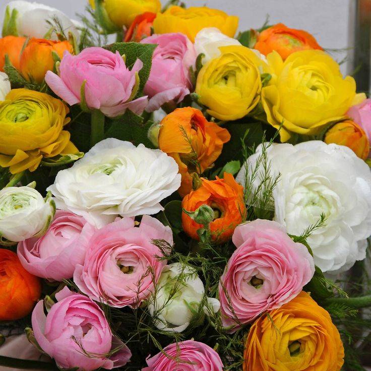 Ranunculus - Mixed - Value - 100 bulbs p-pack