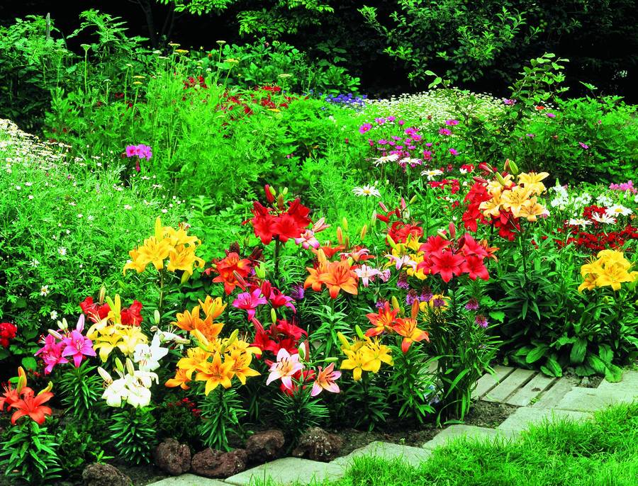 Lilium Asiatic - Assorted Colours - 8 bulbs p-pack