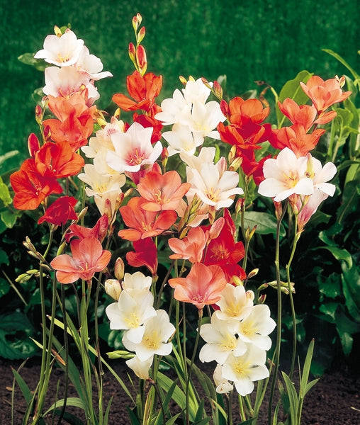 Tritonias - Mixed - 50 bulbs p-pack