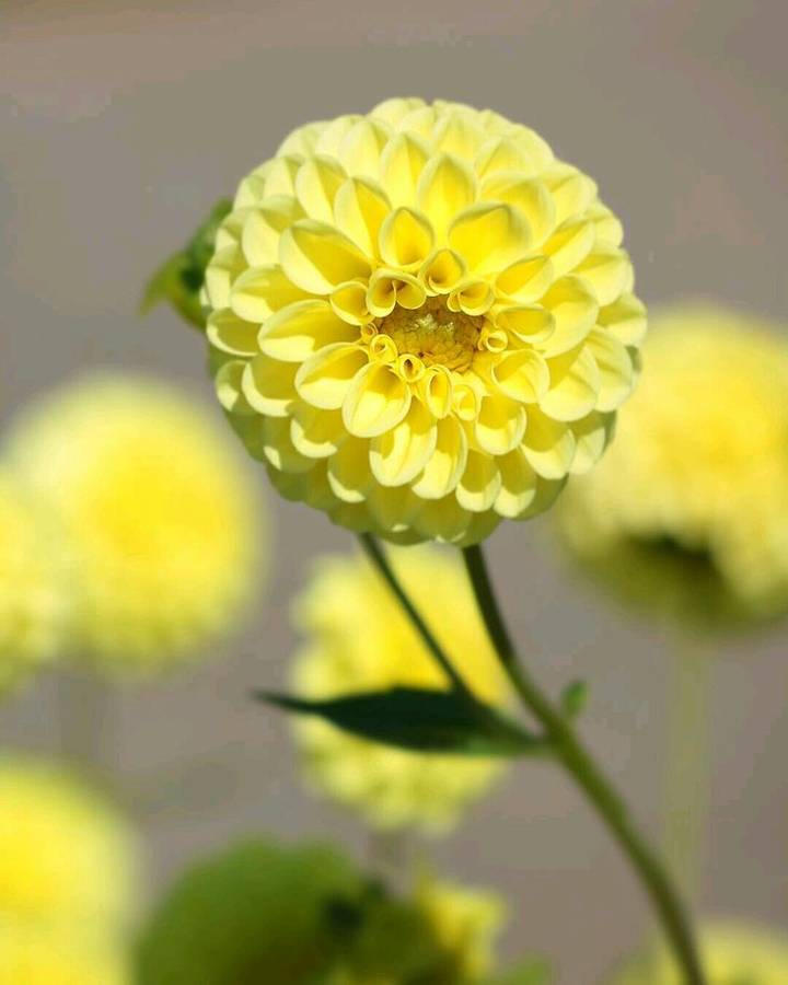 Dahlia Pompon - Amusing - 2 bulbs p-pack
