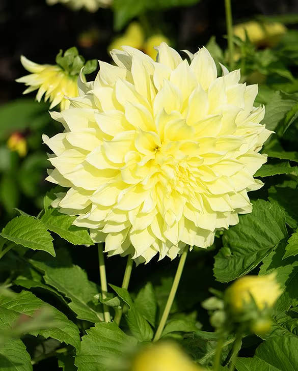 Dahlia Dinner Plate - Kelvin's Floodlight