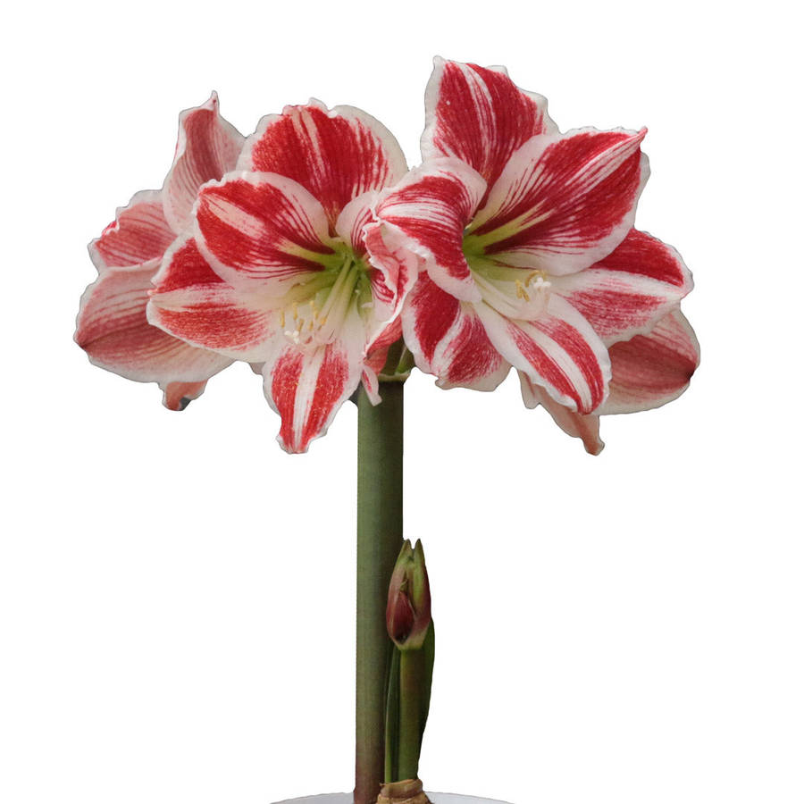 Amaryllis Symphony Single - Carnival - 1 bulb p-pack