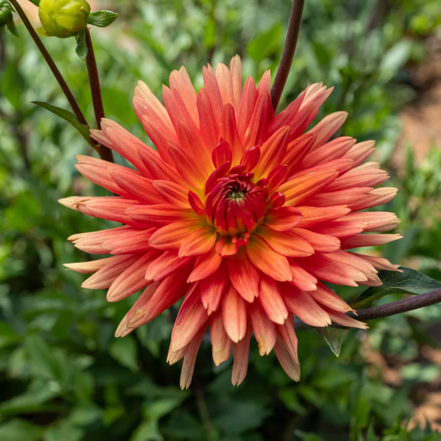 Dahlia Cactus - Mev. Cl. Andries