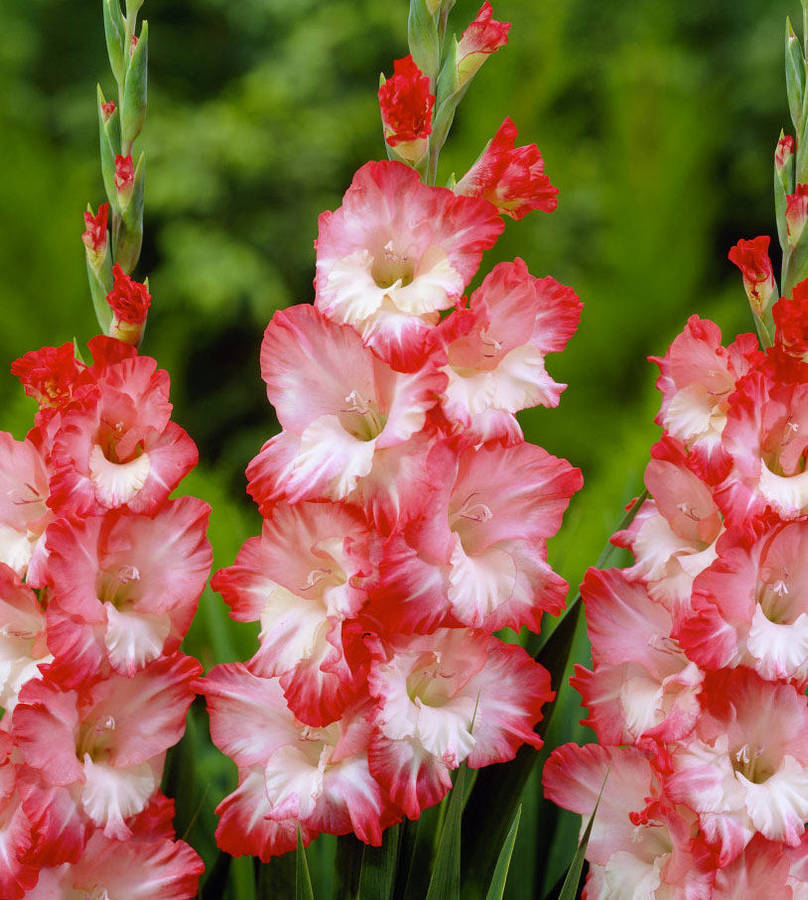 Gladioli - Pink Lady - 10 bulbs p-pack