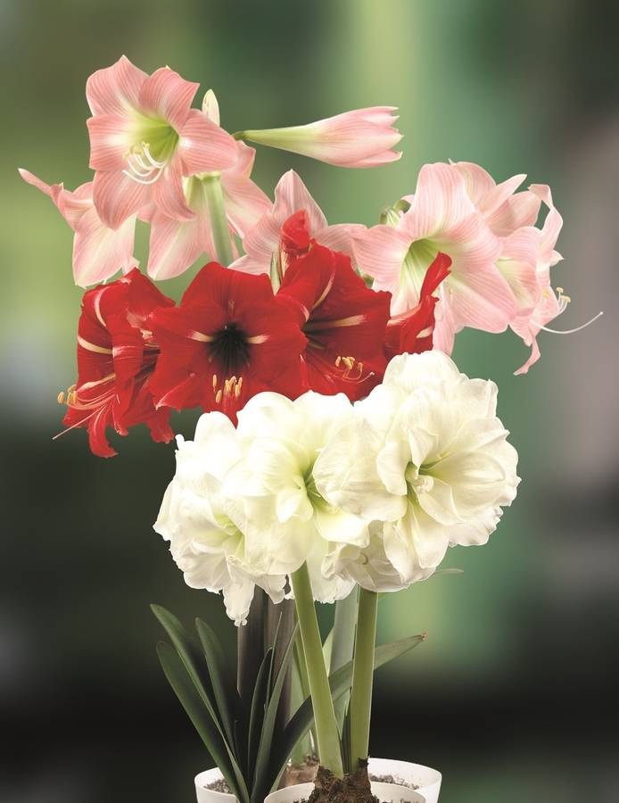 Amaryllis - Assorted - 3 bulbs p-pack