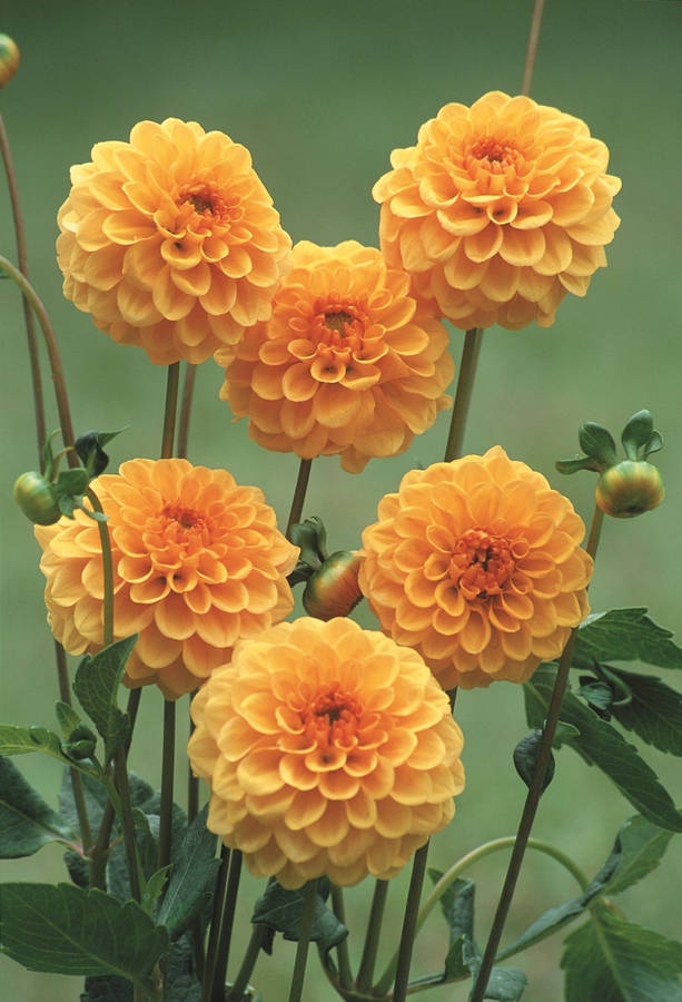 Dahlia Pompon - Amusing - 2 bulbs p-pack